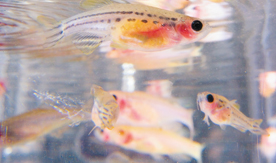 Photo of zebrafish