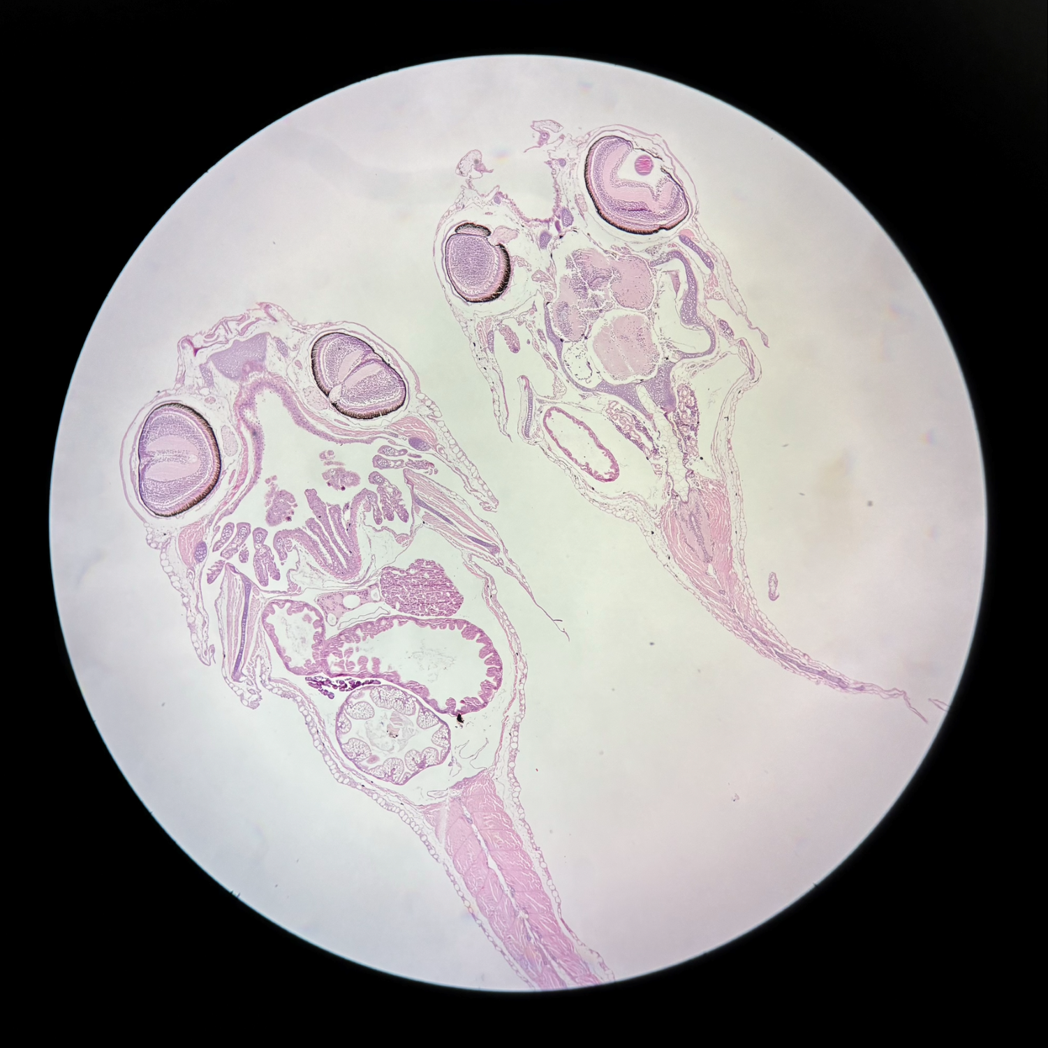 Lumpfish larvae samples as seen through a microscope. The field of view is pale, and outlines of different features are pink.