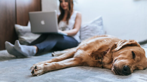 student on laptop on bed with dog in the foreground