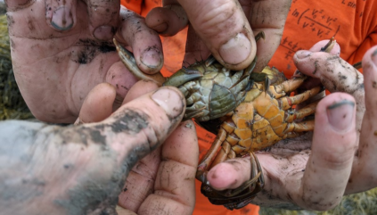 Muddy hands hold and examine multiple small green crabs.