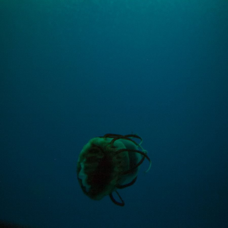 Jellyfish!