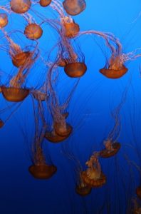 jellyfish at the aquarium