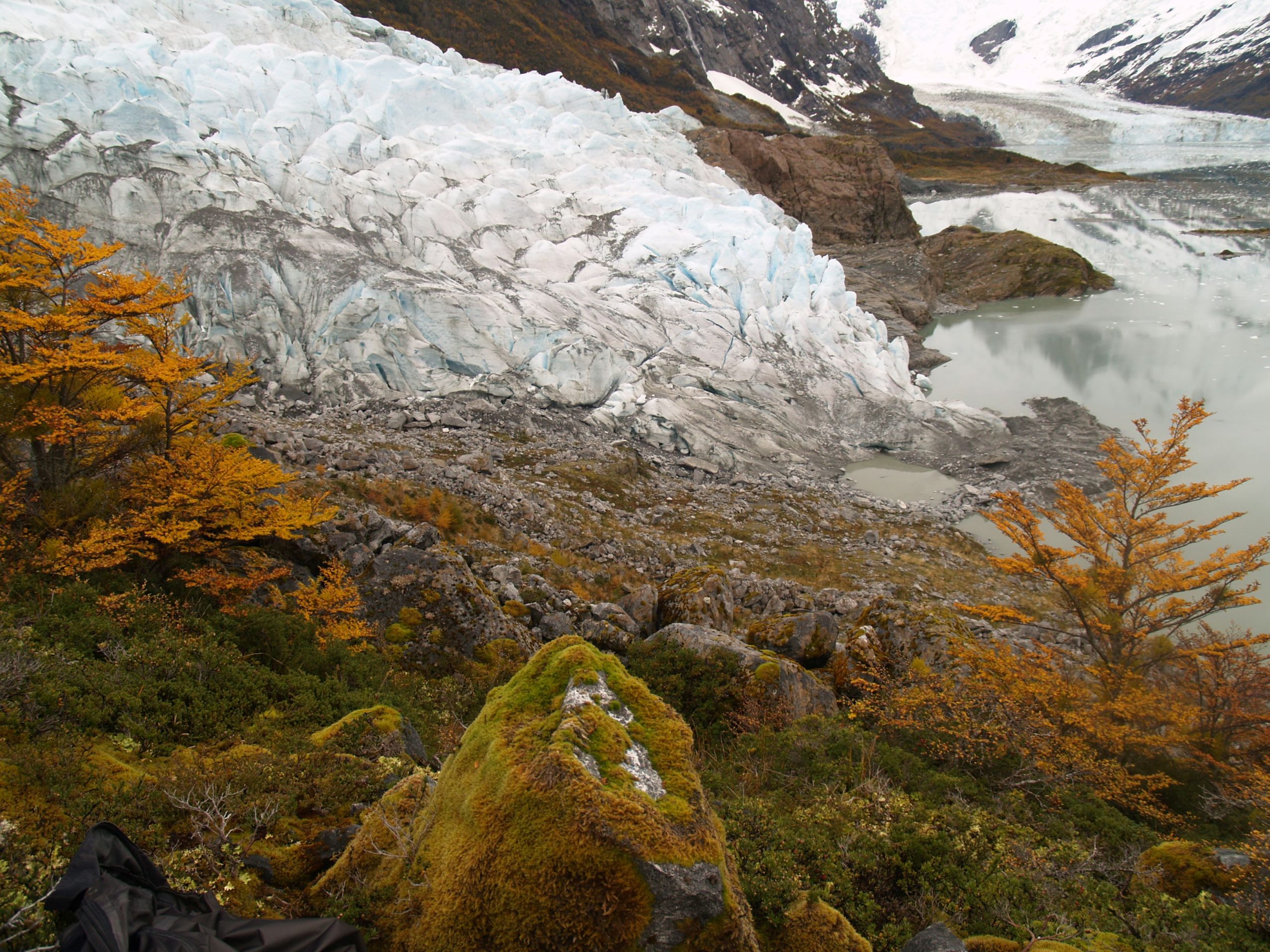 Glaciers in the east arm of Brooks Fjord, Cordillera Darwin, southern Chile, in the fall. Golden leaves belong to Nothofagus antarctica. Photo was taken from the ~1945 moraine.  Photo credit: Brenda Hall.
