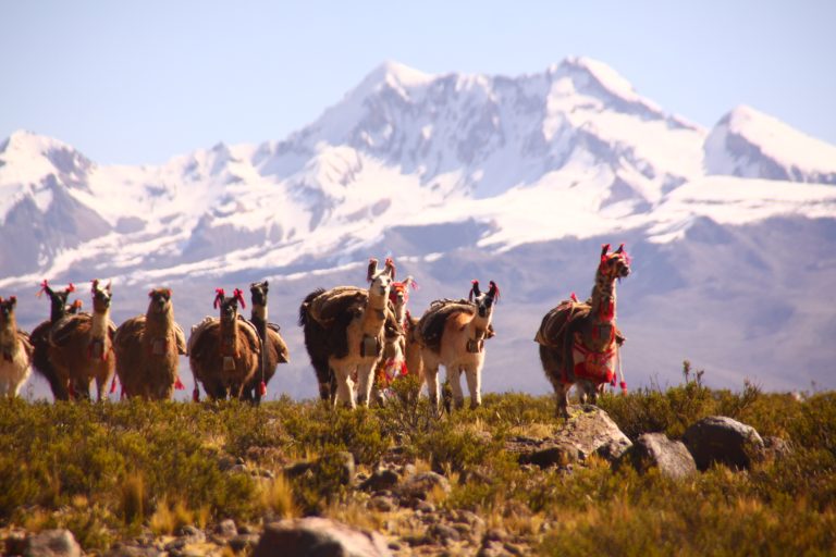 Llamas in the Bofedal Pucuncho, Peru. Photo credit: Gordon Bromley.
