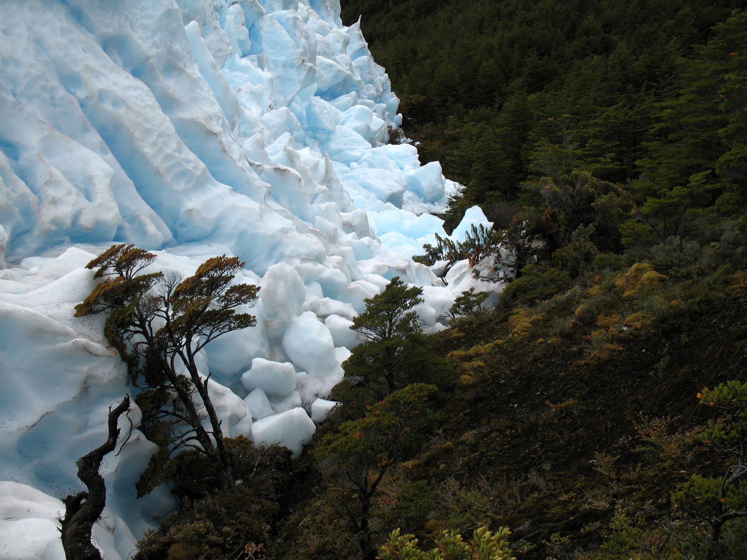 Ventisquero Garibaldi advancing into the forest, Cordillera Darwin, southern Chile. Photo credit: Charlie Porter.

