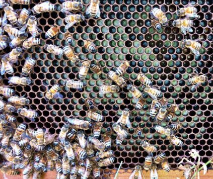 Patrick Hurley Bees with combs