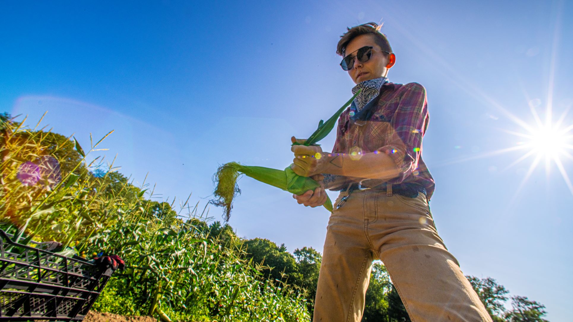 Sonora Ortiz shucking corn