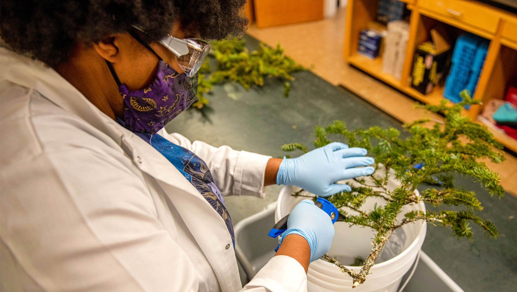 A student wearing gloves and a mask holds a branch sample in UMaine's spruce budworm testing lab