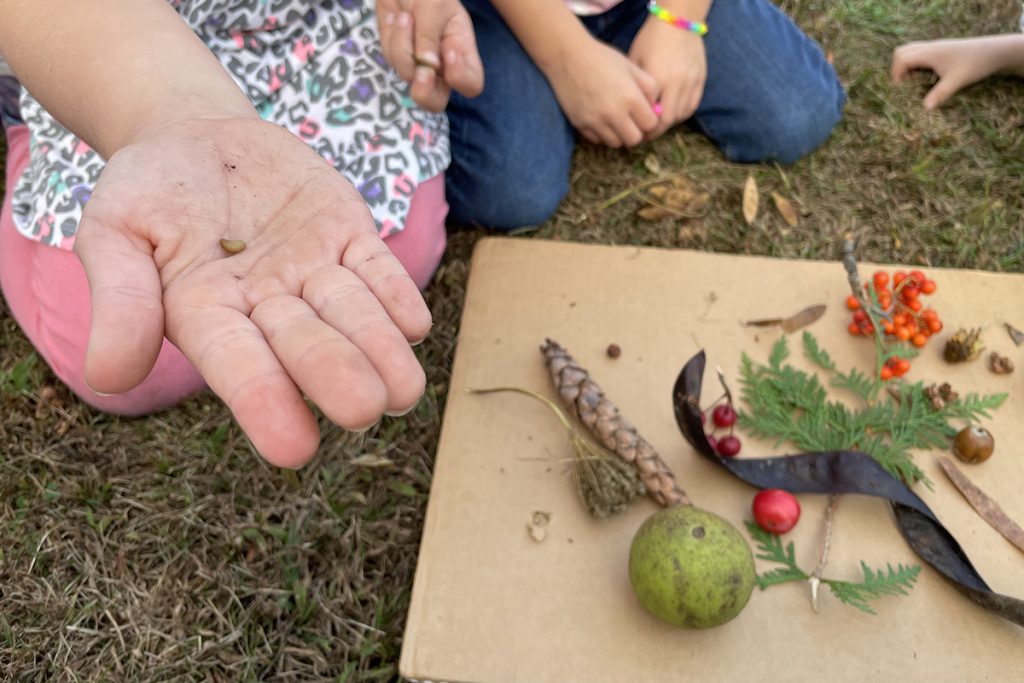 A photo of a girl's hand holding a seed with other seeds in the background.