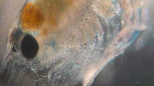 Close up photo of lobster larva
