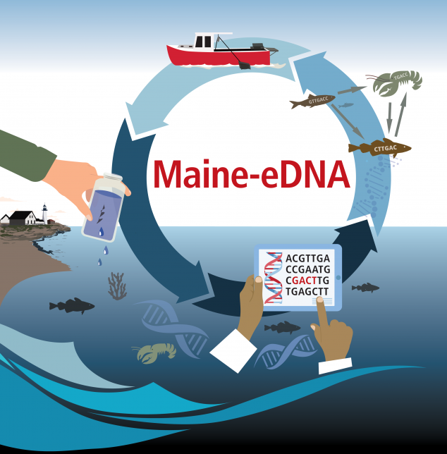 Infographic describing Maine-eDNA