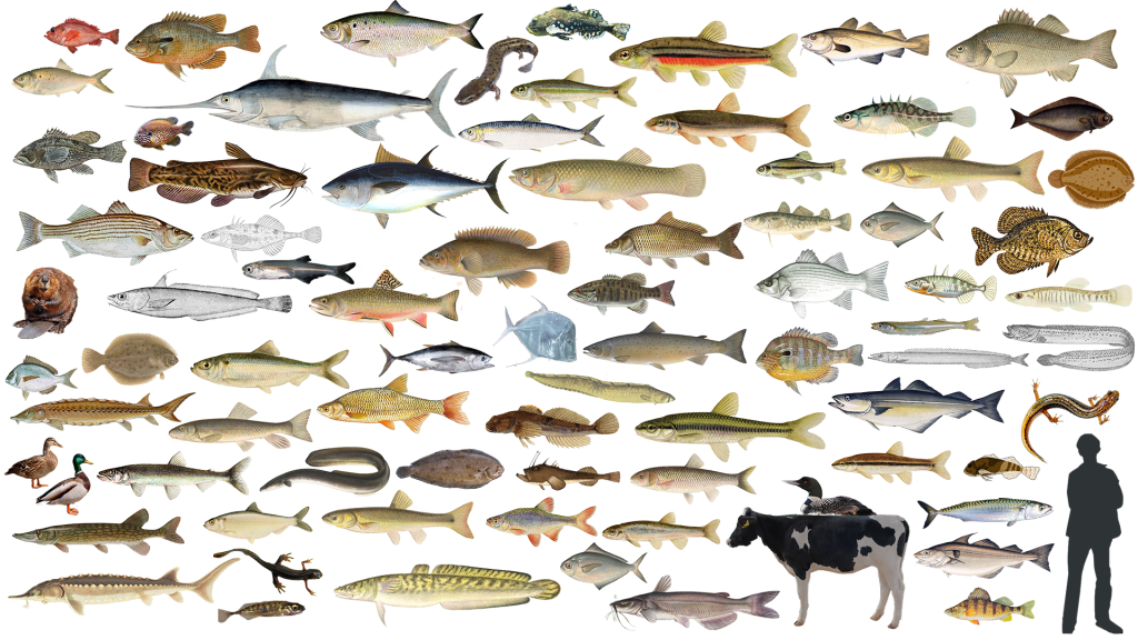 Photo captures image of all 82 species found during pilot program