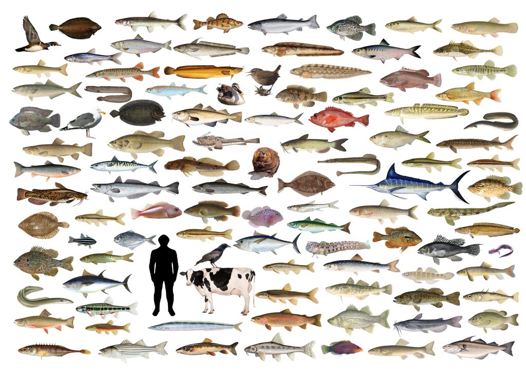 a collage of fish and other animals represented in the water sampling survey