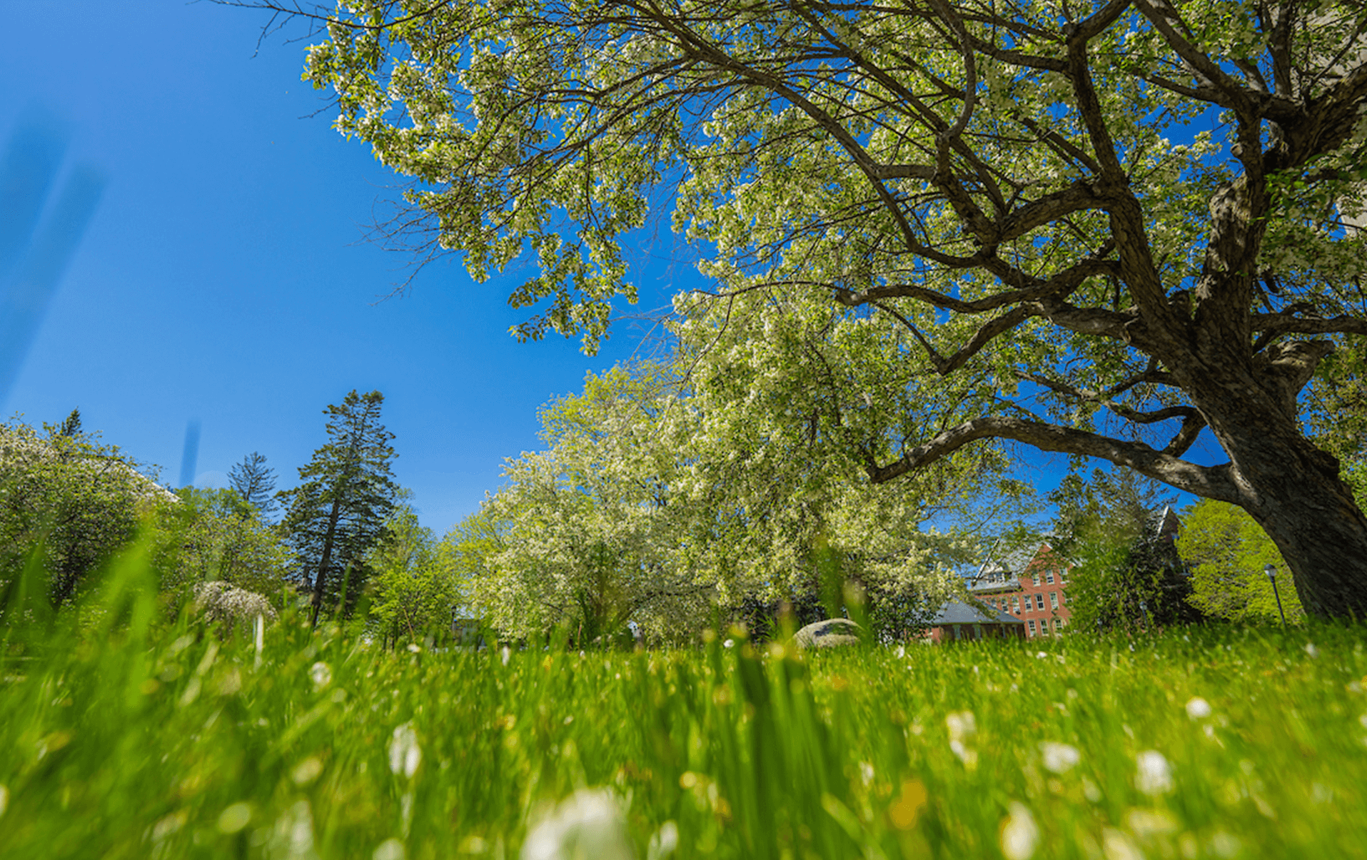 A photo of a summer scene
