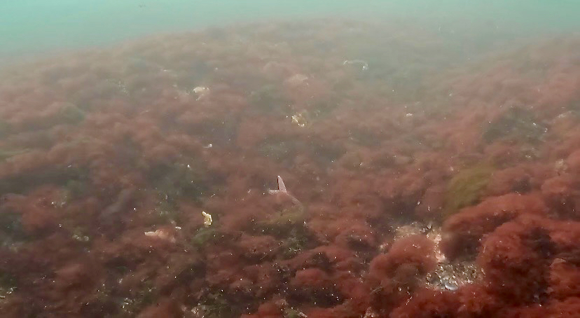 A close-up view of the red filamentous turf algae that is proliferating in the Gulf of Maine. 