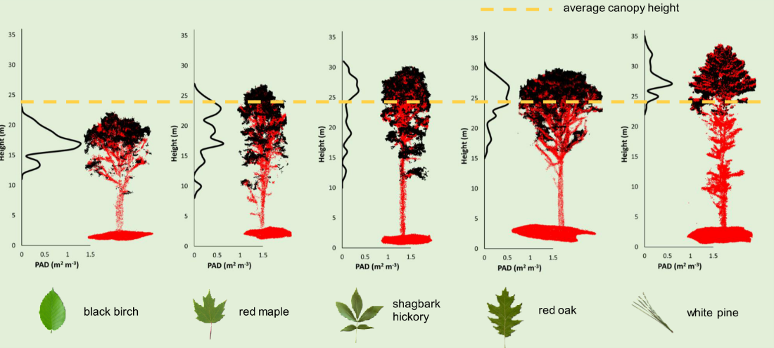 Red and brown tree shapes on green back ground. 3D Terrestrial LiDAR Scan (TLS) to examine differences in common northern New England tree species
