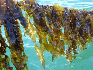 kelp-4_14-for-web