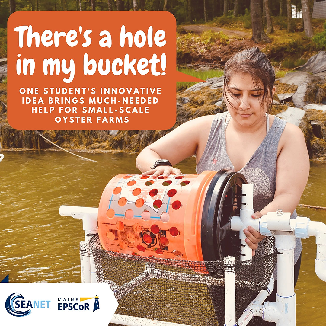 Young woman using oyster sorter designed from a plastic bucket on the Maine coast, Josephine Roussell, oyster farming, SEANET, Maine EPSCoR research