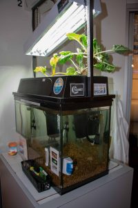 Aquaponics tank installed at the Challenger Learning Center of Maine with fish and plants growing in the top