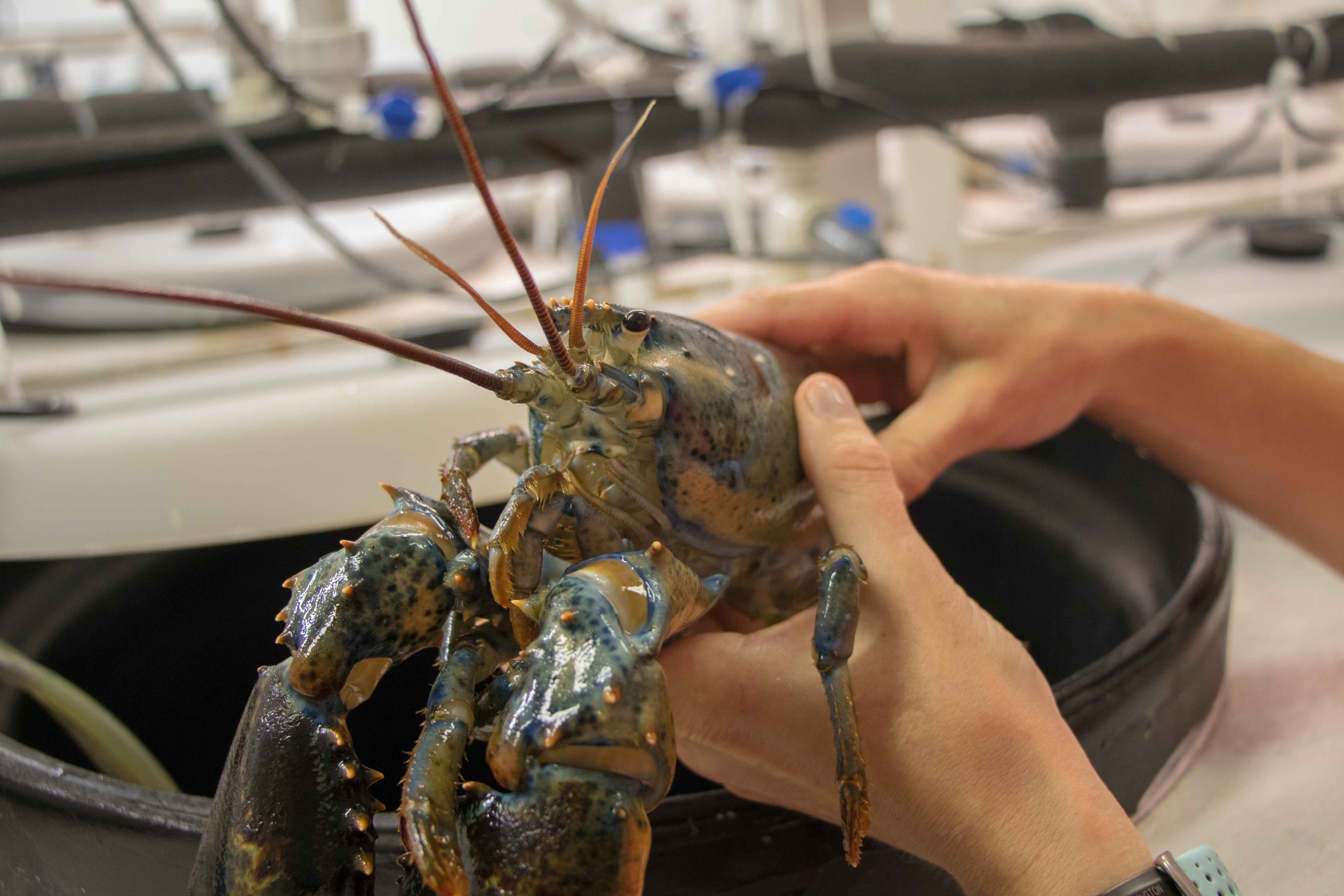 Lobster in the OA Lab