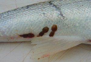Salmon lice (Lepeophtheirus salmonis) attached to fish