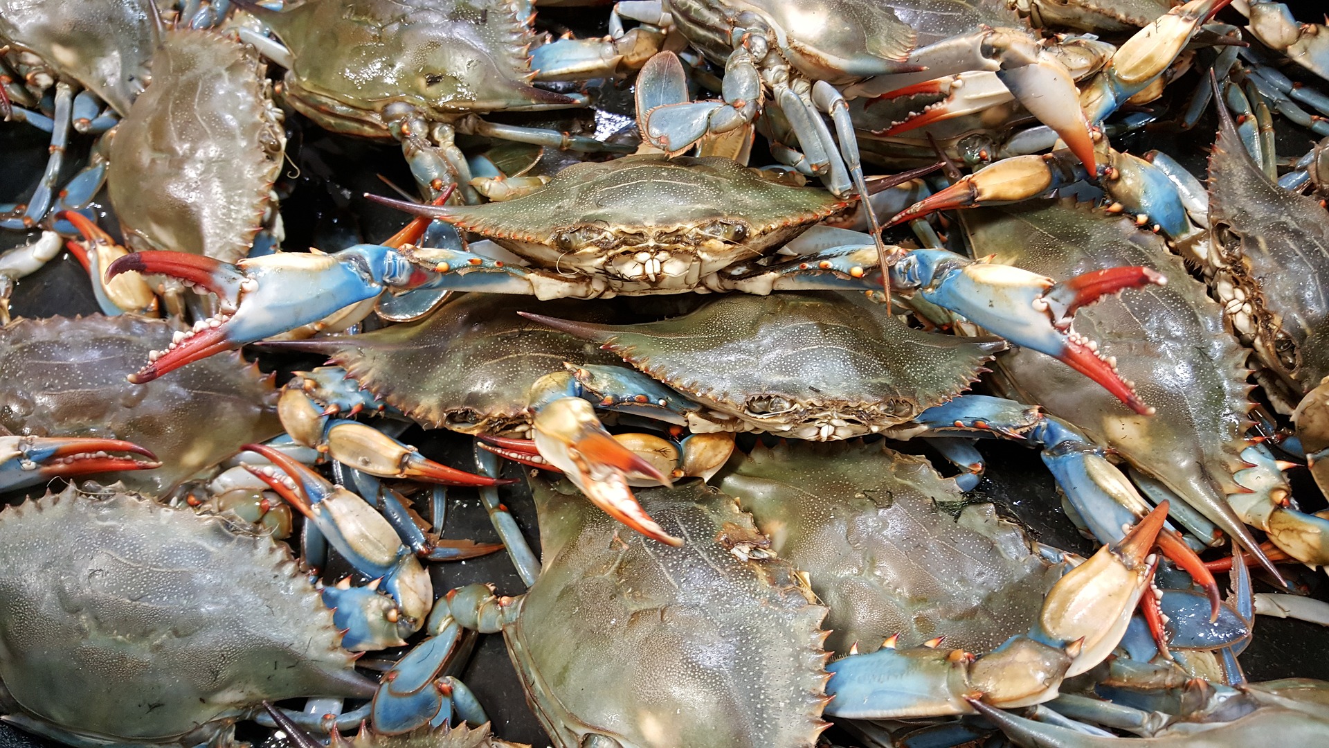 Blue crabs climb on top of each other