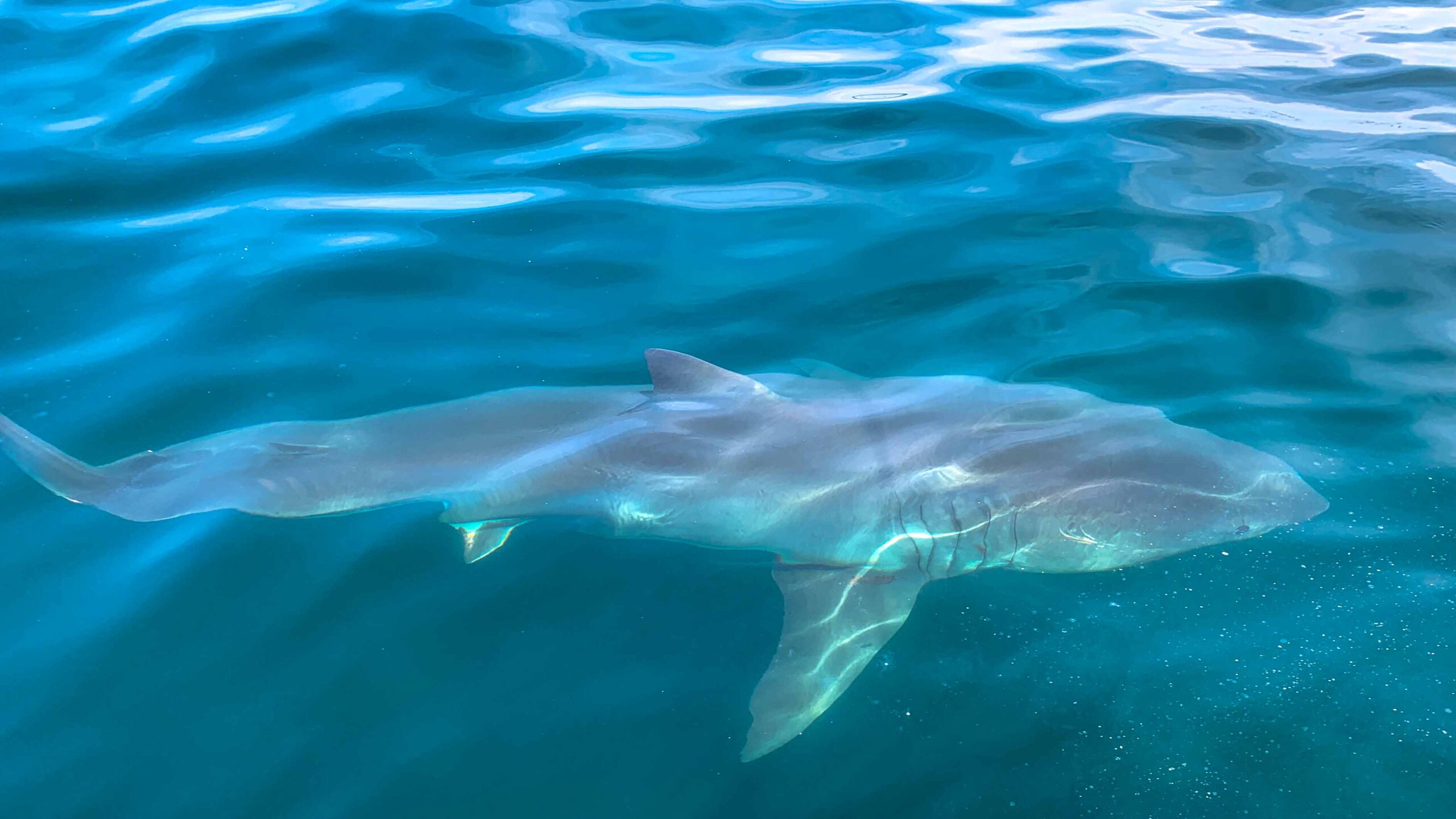 White shark swims in water.