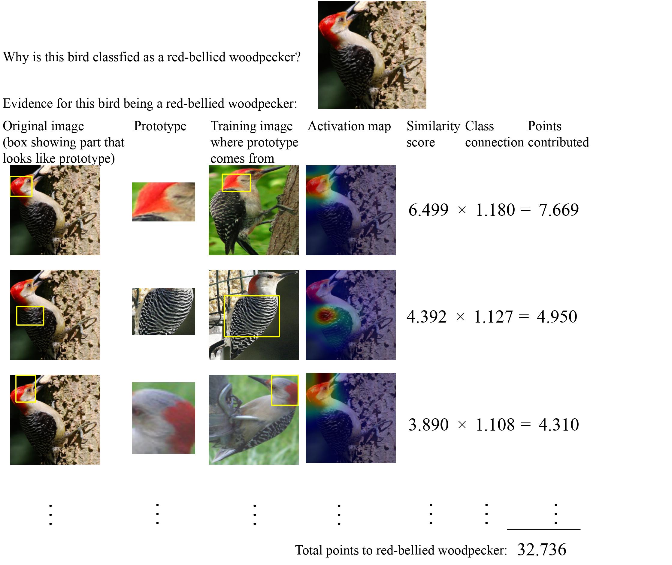 Diagram of how AI recognizes bird by identifying specific aspects.