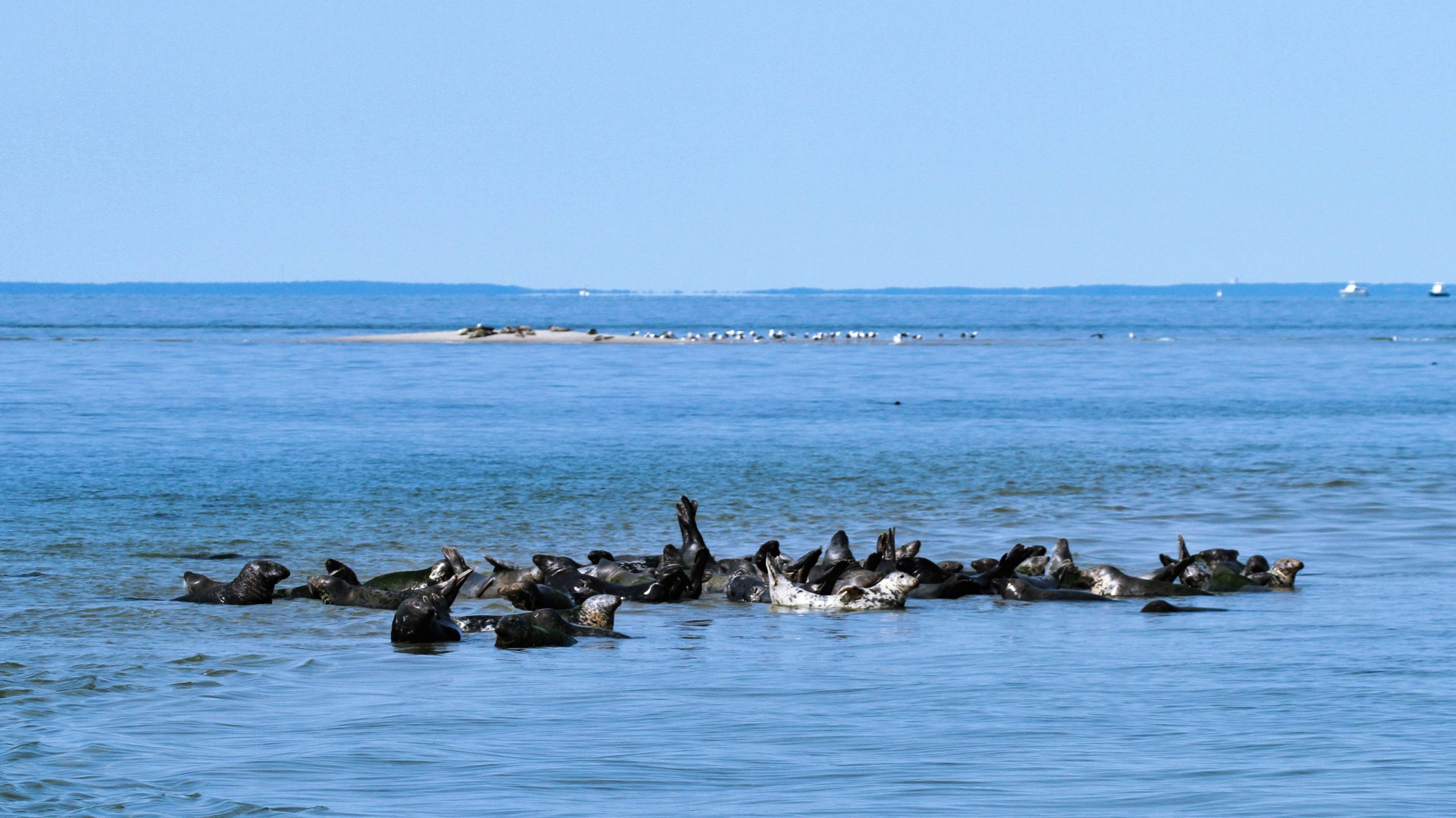 Group of seals together at their "haulout"