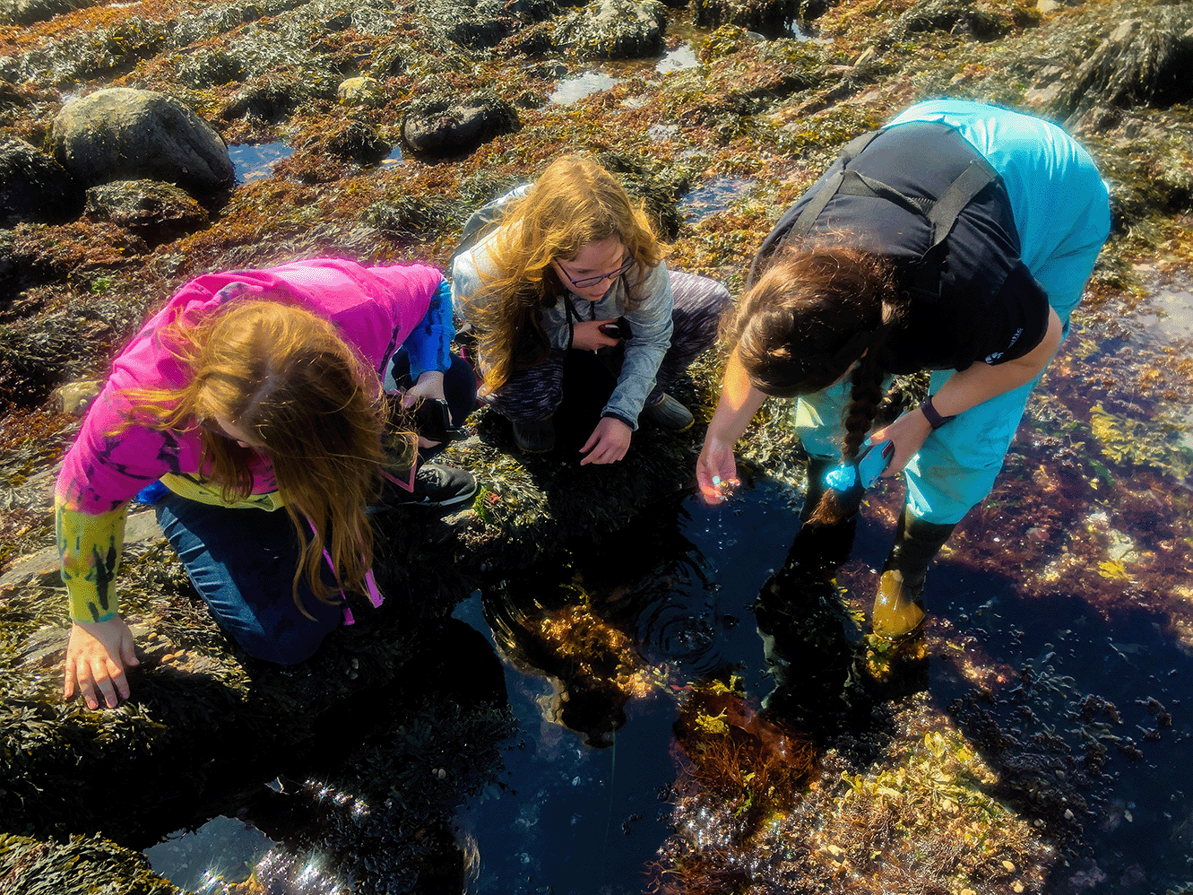 Two students and Emily PIerce stand in seaweed examining water. 