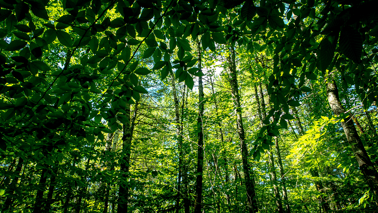 Picture of trees in forest