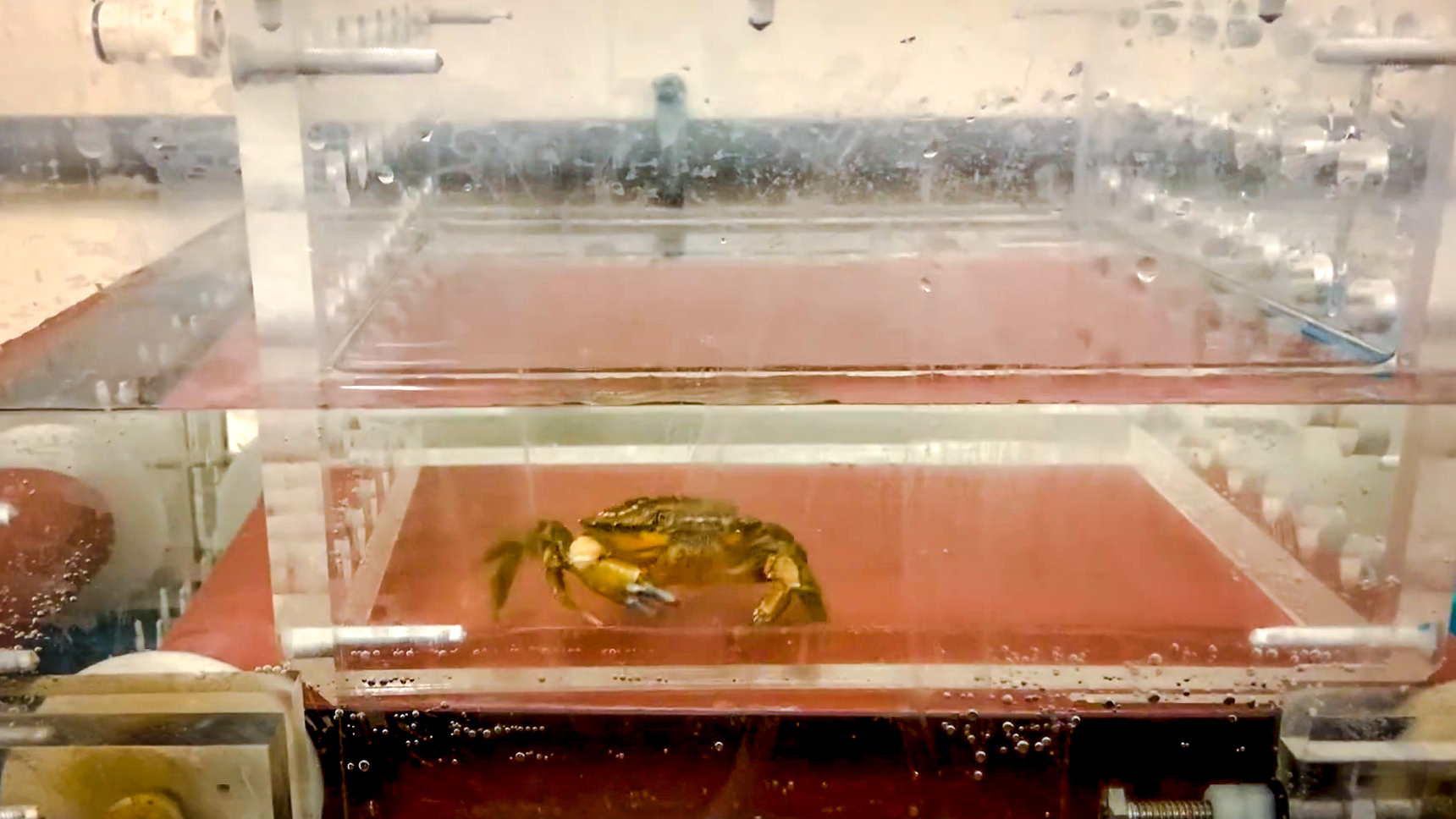 Green Crab on treadmill.