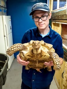 Person in hat and blue shirt holds a big turtle