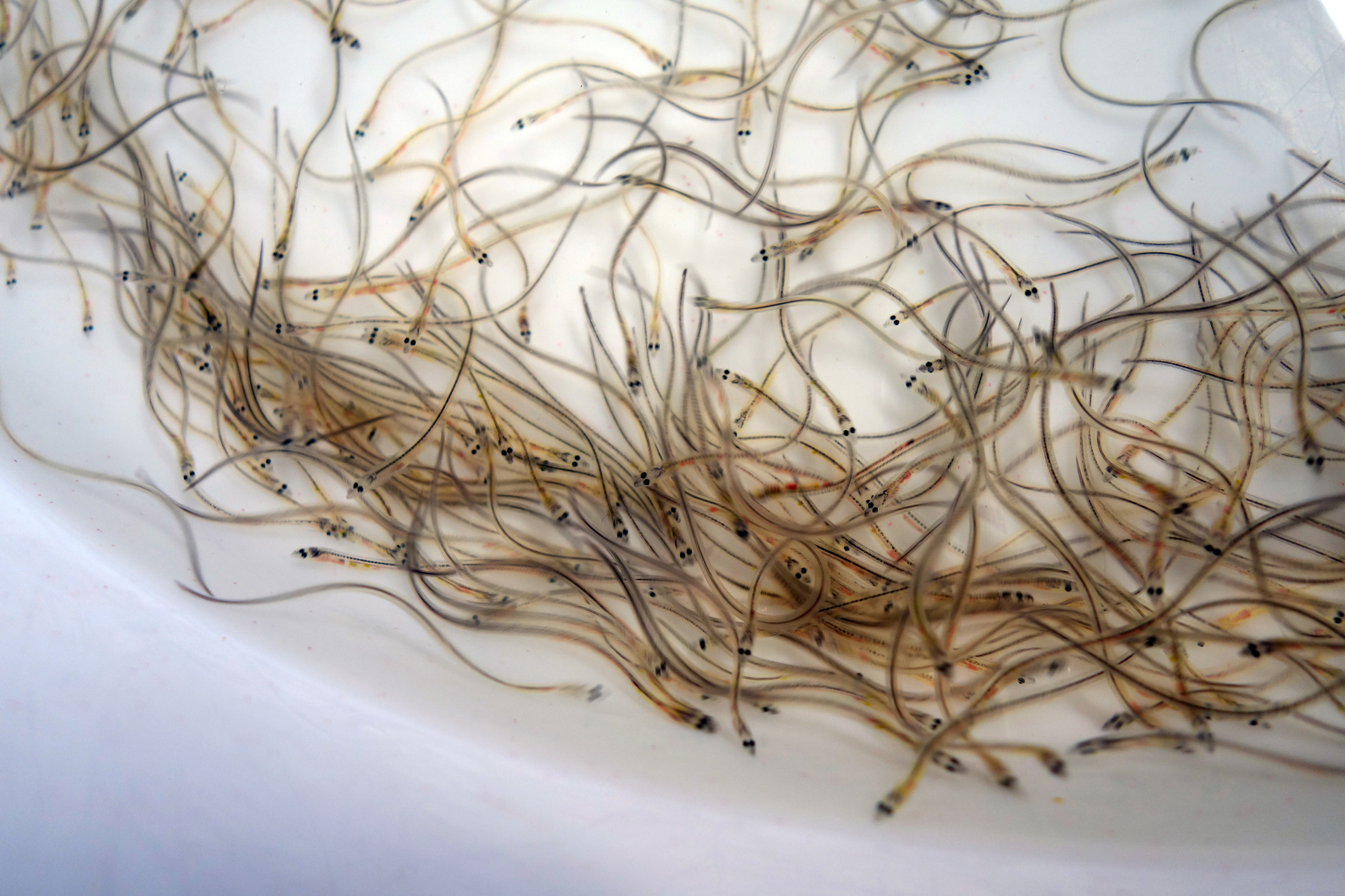 Mass of wriggling glass eels in a white bowl under bright light, with shallow depth of field