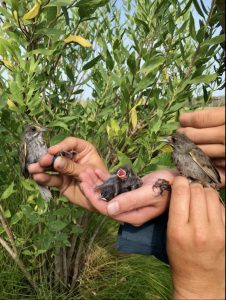 A number of sparrows held in hands in front of foliage. 