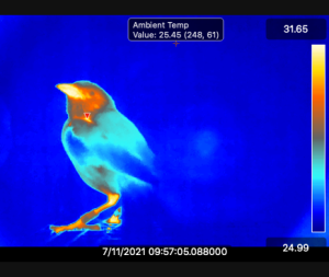 Thermal image of sparrow. 