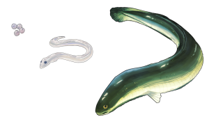 Illustration of American eel life stages