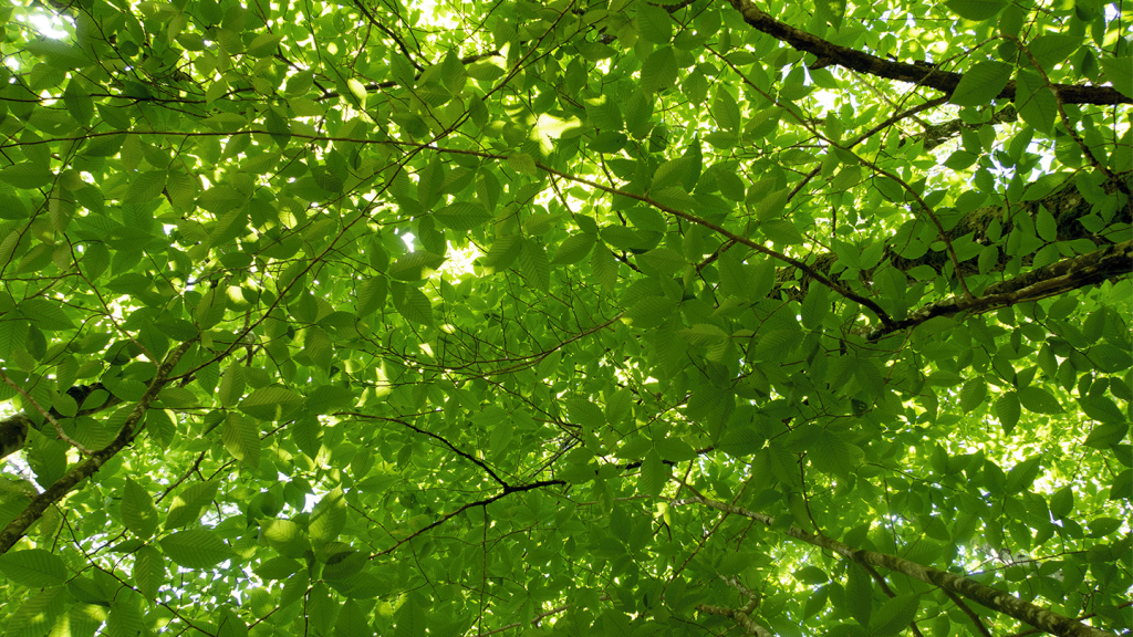 Leaves in forest canopy
