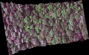 Green and purple overhead shot of forest 