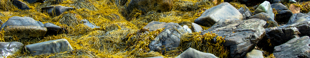 Photo of seaweed on rocks