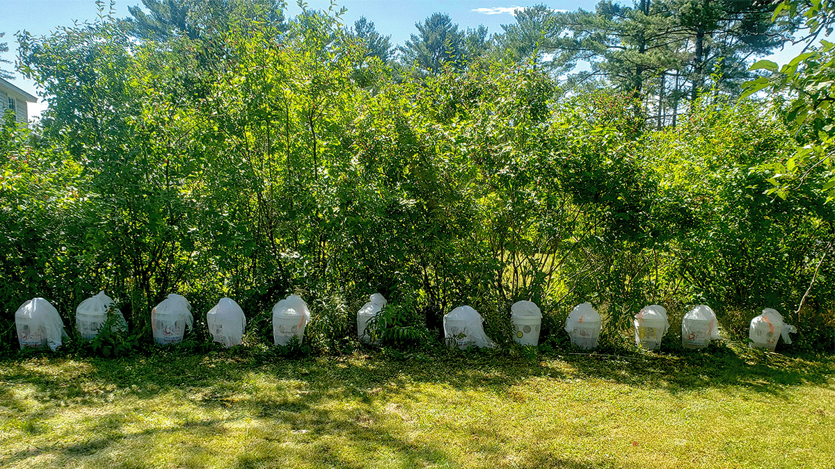 Line of buckets with nets over them are lined up along a hedge.