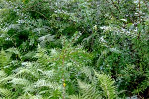 image of foliage