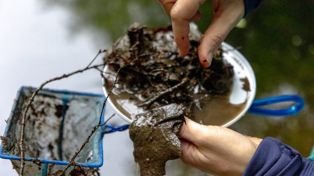 Person holds white plate with leaves and debris and a small net and digs through material with fingers.