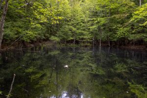 green vernal pool with dark water