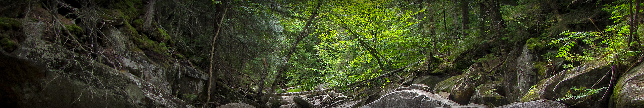 Trees hang over rocky gorge