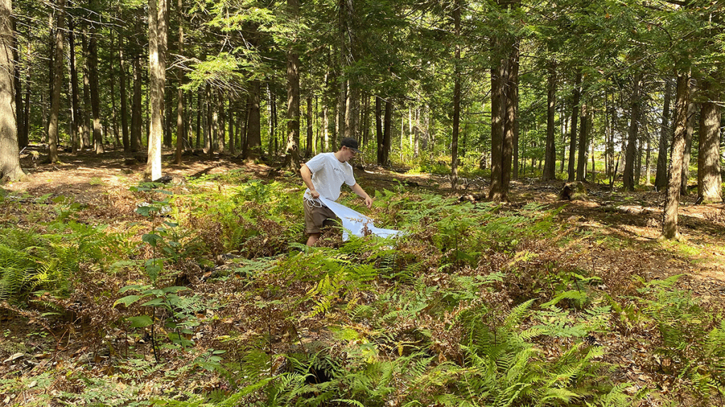 Student works in forest