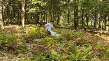 Student works in forest