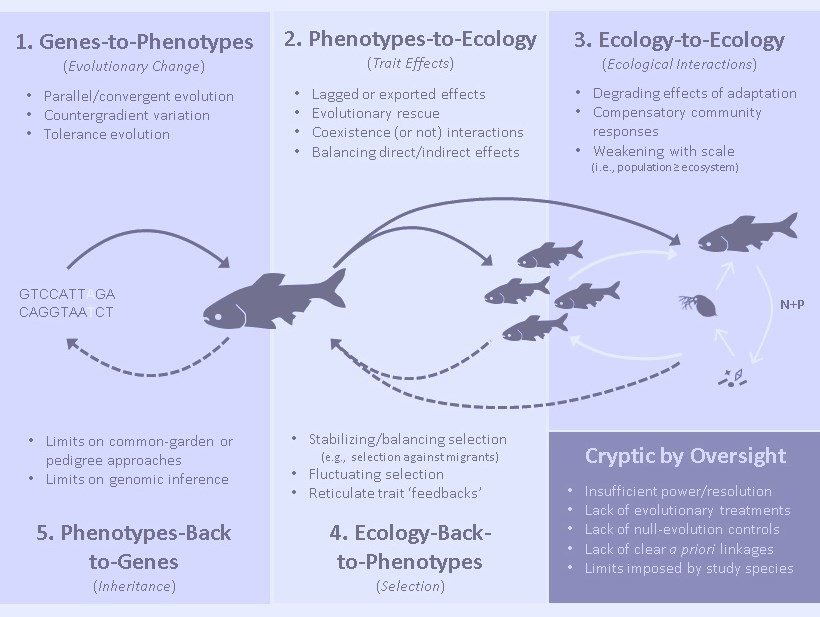 Schematic of cryptic links in eco-evolutionary feedbacks