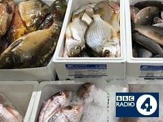 Fish in bins at Billingsgate Fish Market