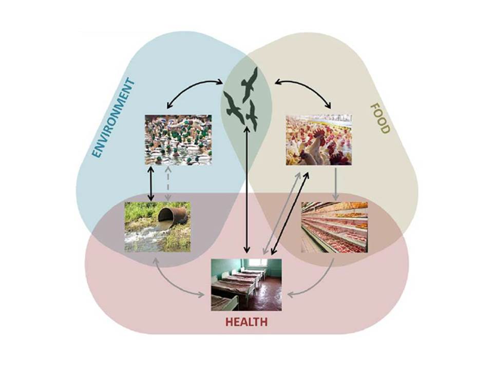 Diagram linking evolution across food, health and Environment